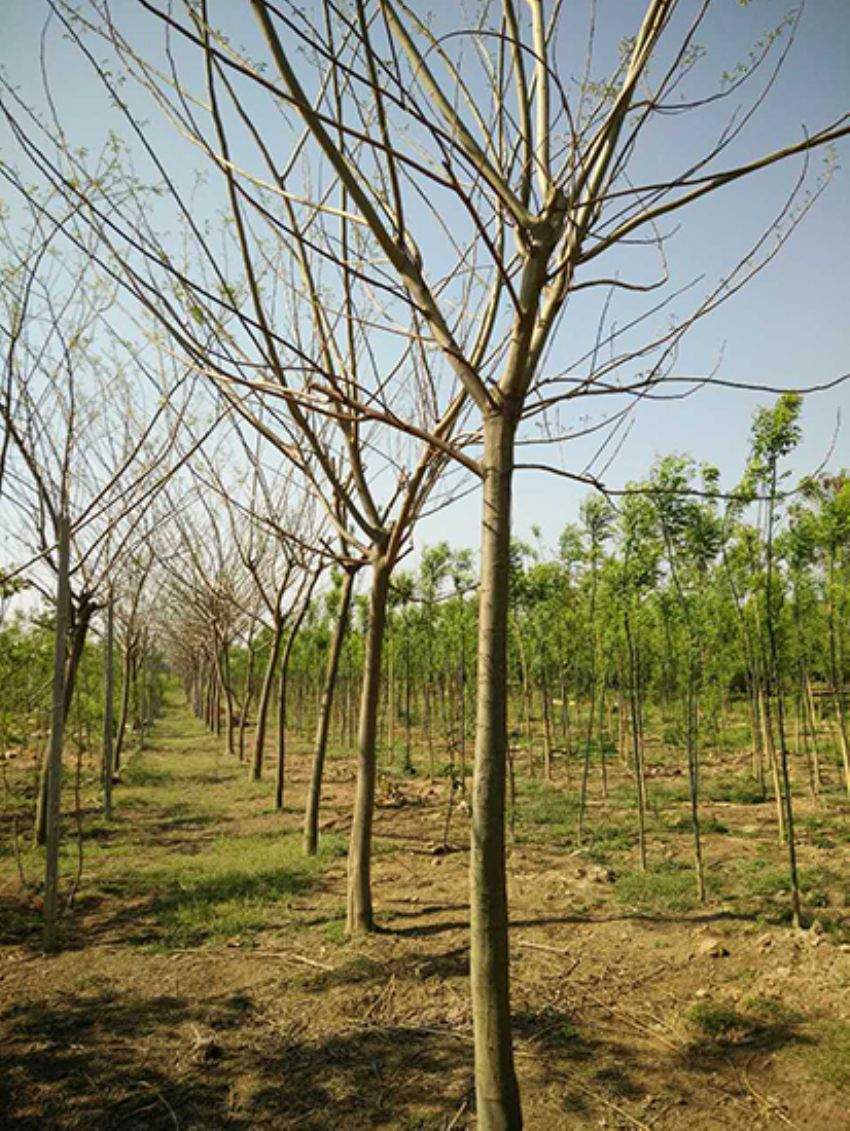 點擊查看詳細信息<br>標題：合歡 閱讀次數：3289